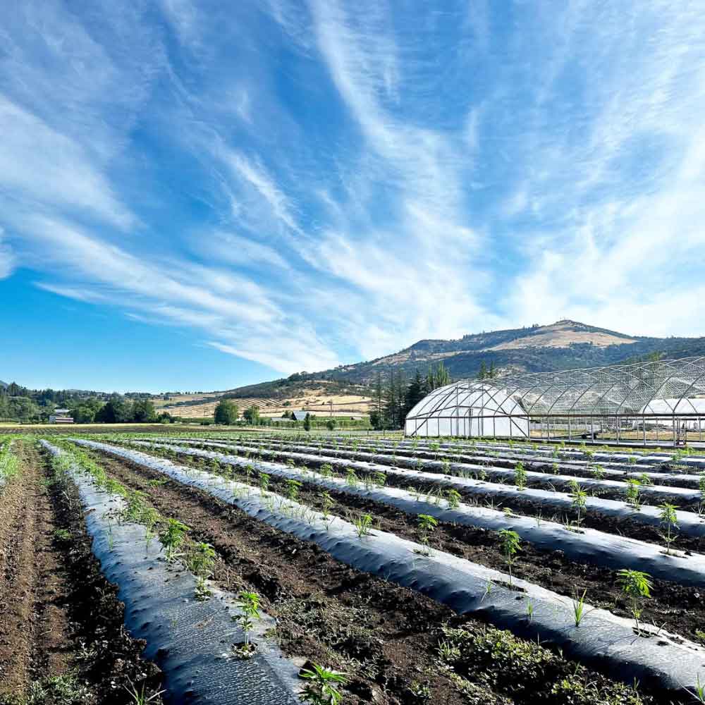 Elevate Your Business with Premium Wholesale Hemp from JAXON