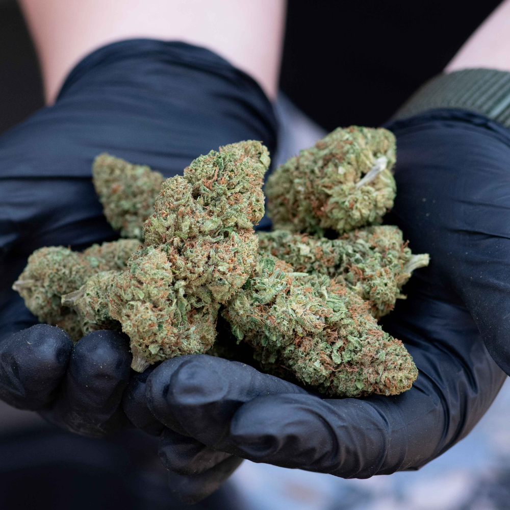 Is JAXON Hemp Legit? The Answer is YES