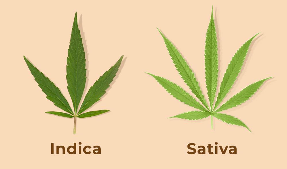 Discovering the World of CBD Strains: Sativa, Indica, and Hybrid