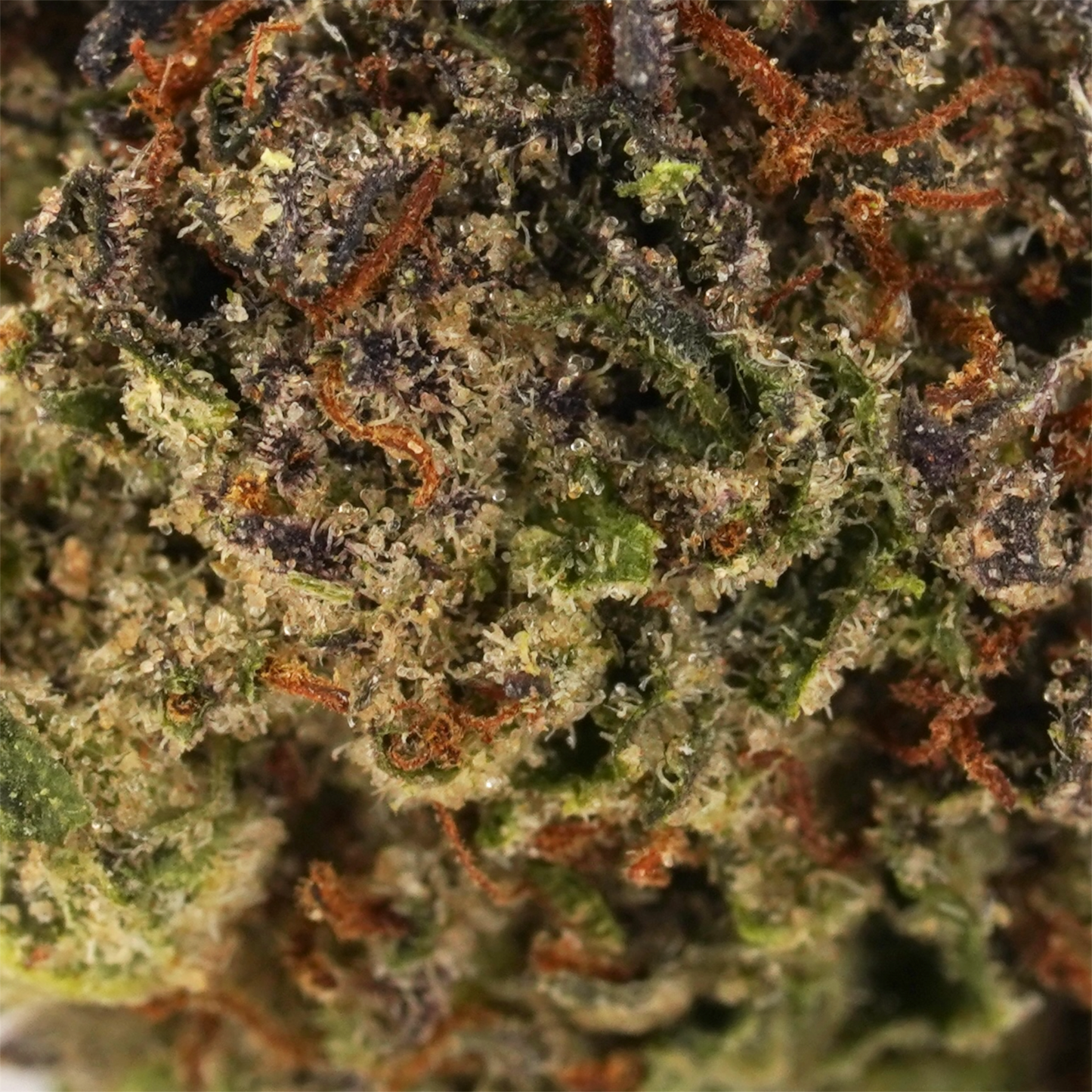 Bubba Kush 66 Smalls- CBD Flower - 2024