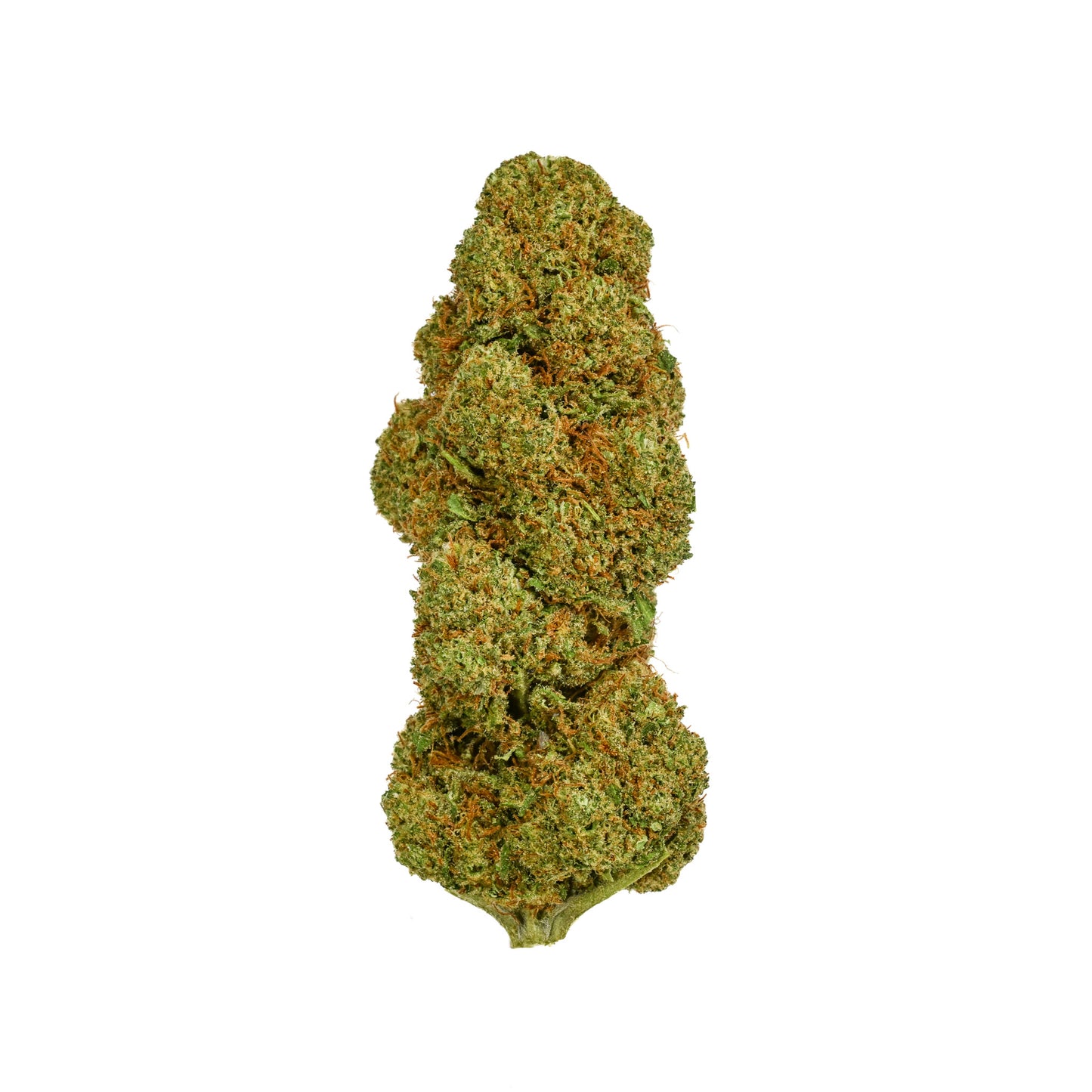 2024 greenhouse-grown Triploid Sour Lifter bud, showcasing a vibrant bright green color with long, vivid orange pistils and a coating of sparkling trichomes, appearing to float vertically against a white background.