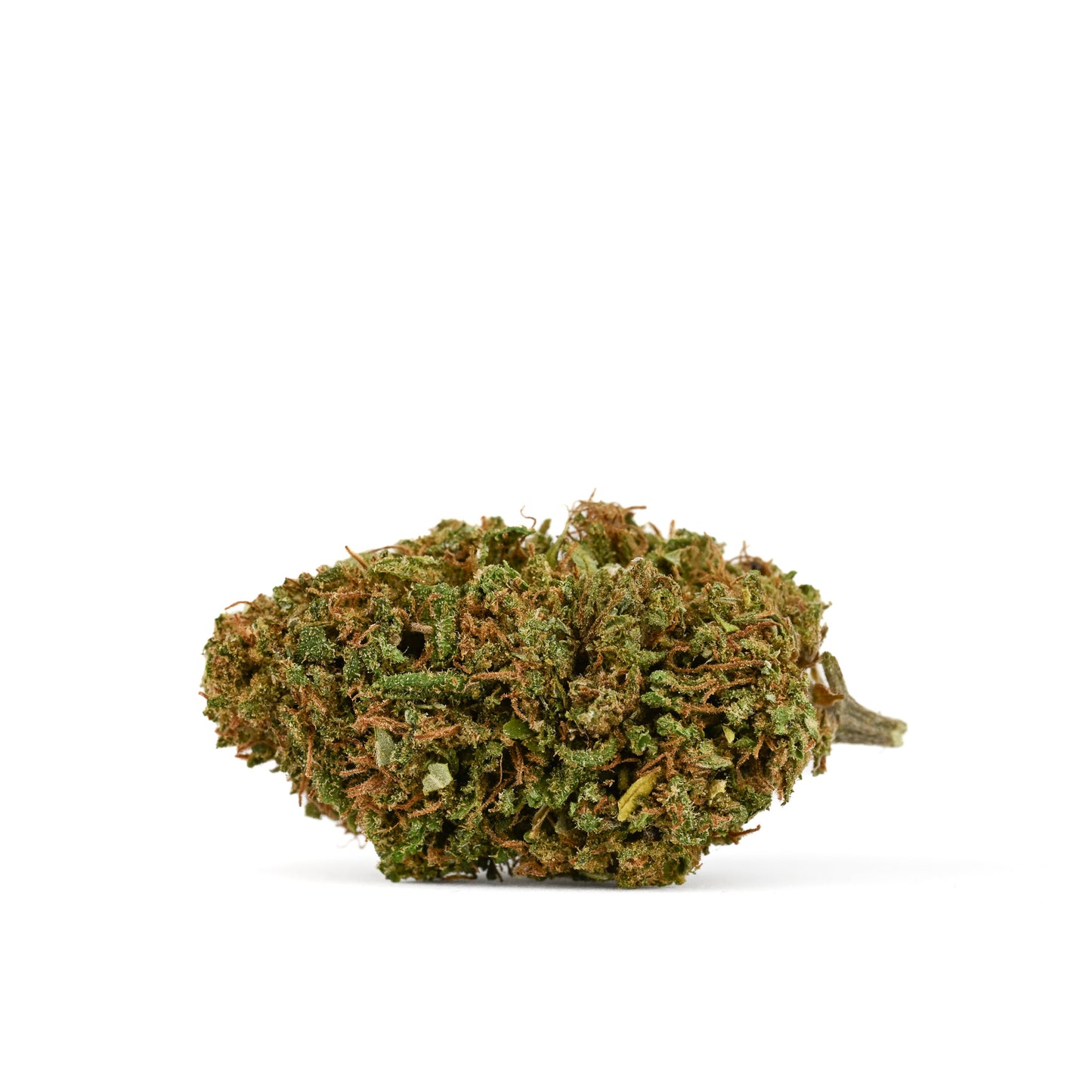 A macro shot of a single Sour Lfter nug, harvested in 2024. The nug is green with orange pistils and visible trichomes.