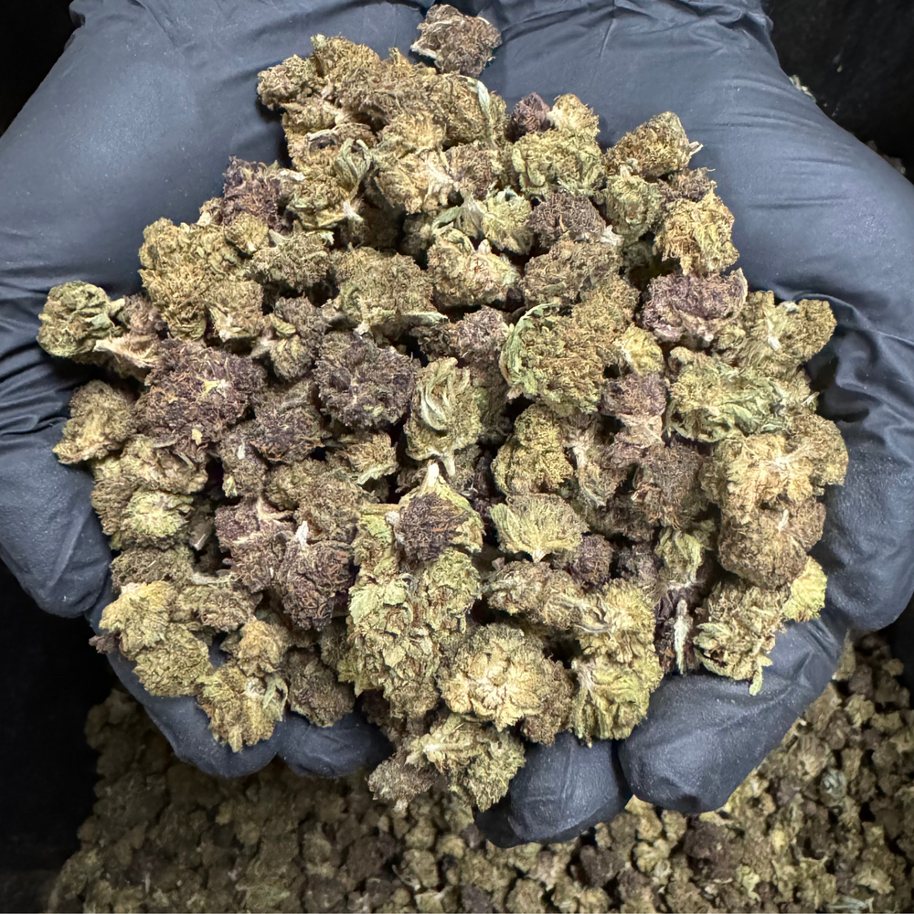 
                  
                    Legendary Kush - CBD Smalls - From 1 to 5 Lb Lots - 2023
                  
                