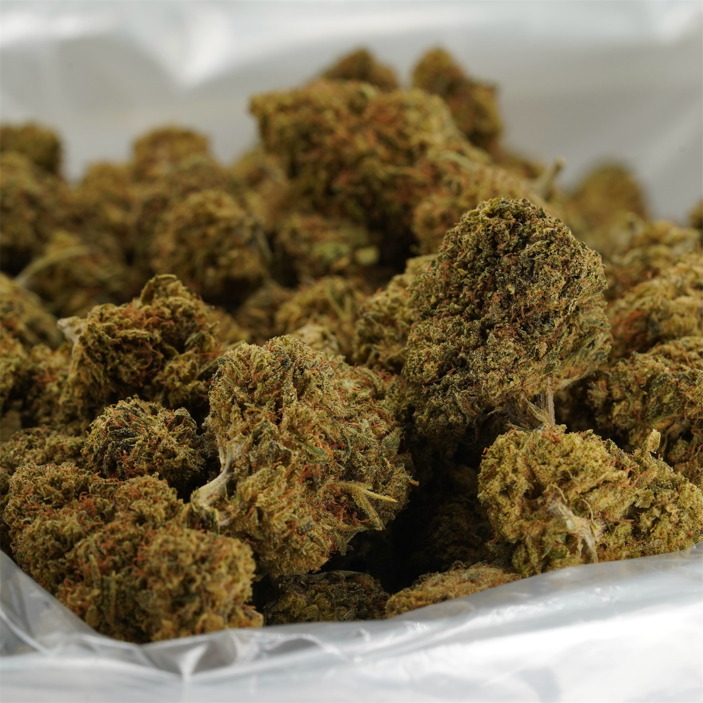 Sour Hawaiian Haze - 2 Pounds - Flower (2 lb Lot)