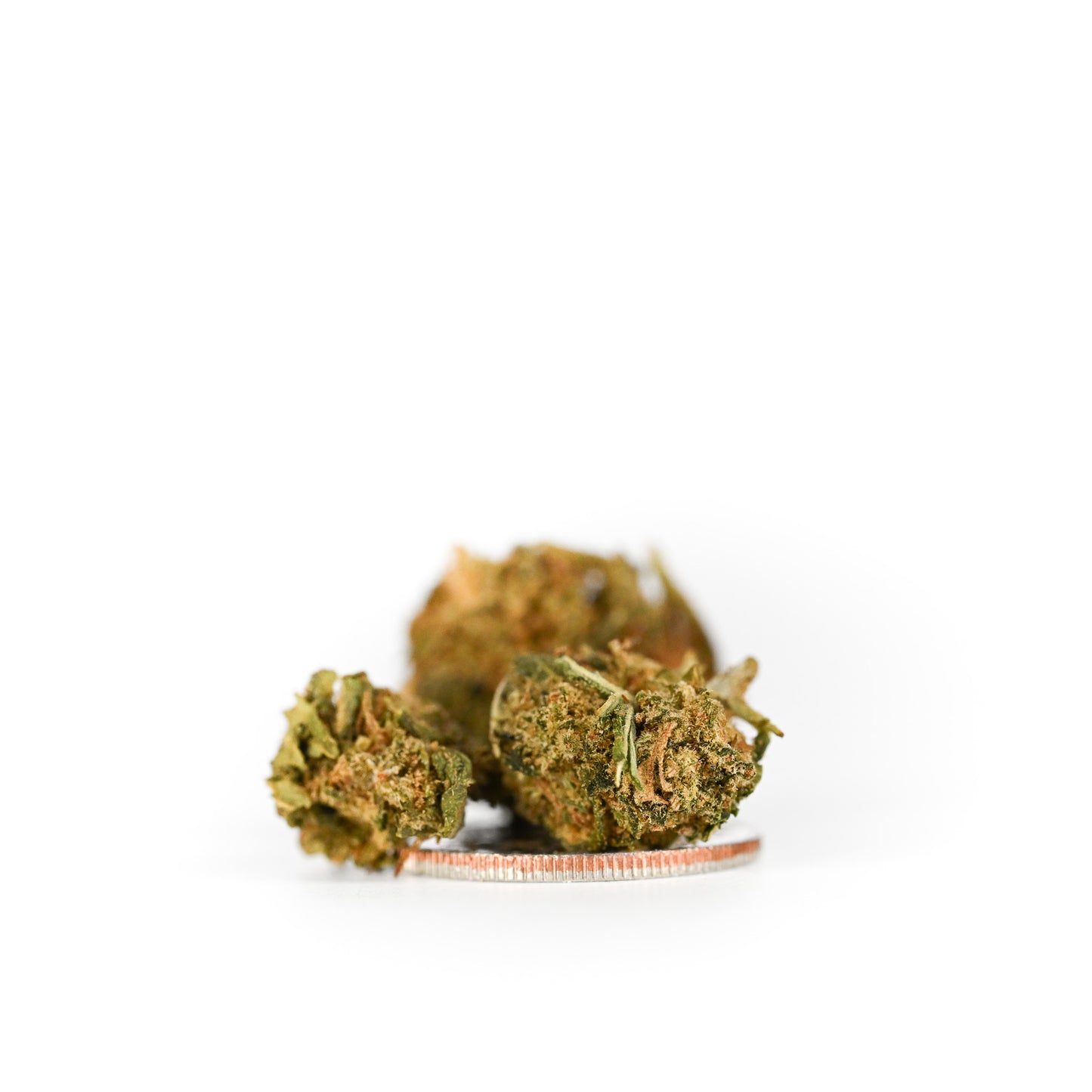 Three small lifter nugs on a dine over a clean white background.