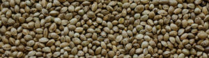 what are hemp seeds used for?
