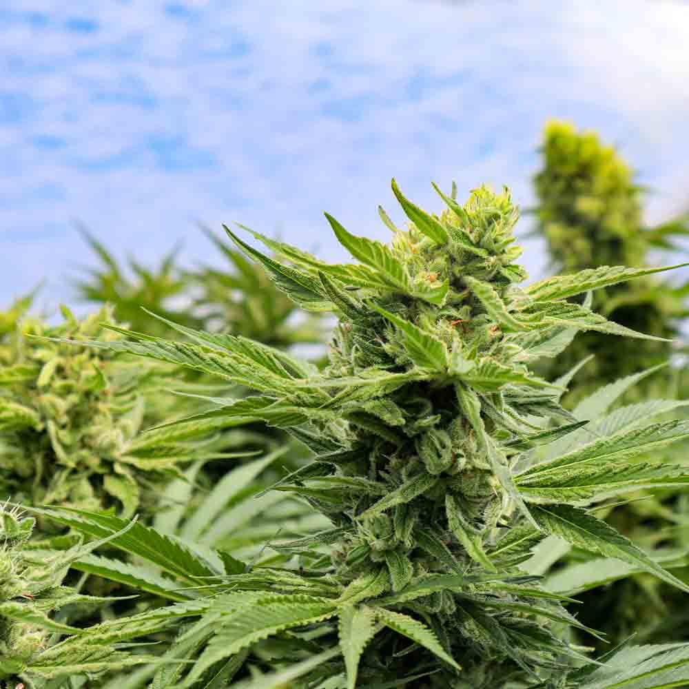 Cannabis-derived Terpenes
