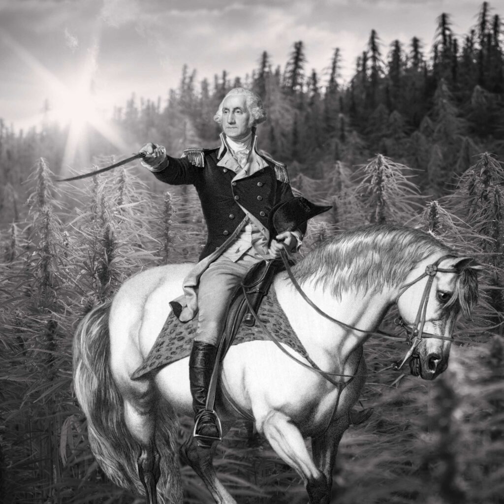 A man on a horse in the middle of a hemp field