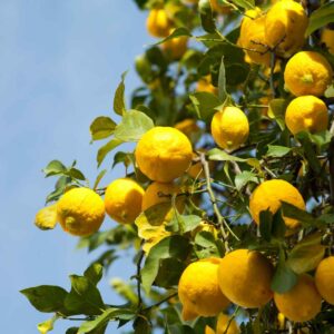 Limonene Terpenes