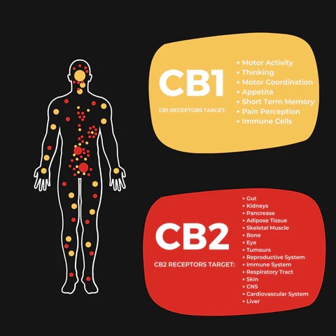 CBD And Your Body's Receptors