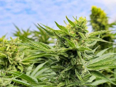 Cannabis-derived Terpenes