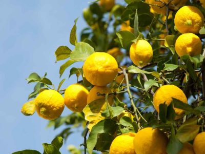 Limonene Terpenes